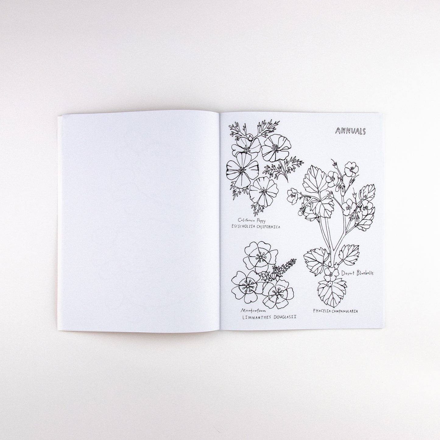 BUDS ALONG THE PATH COLORING BOOK
